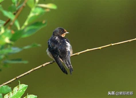 燕子在家裡築巢代表什麼意思